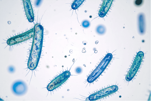 High-resolution image of bacteria cells for microbiology and biotech applications.