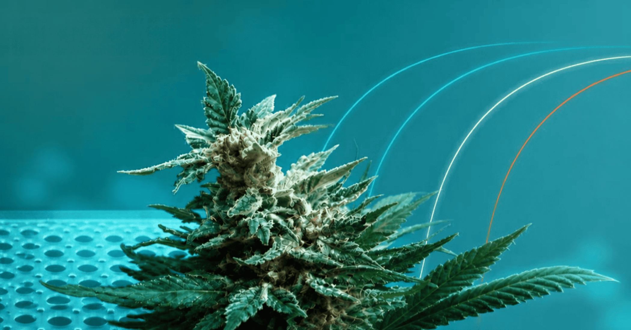 GT Molecular Microbial Cannabis Testing Kits